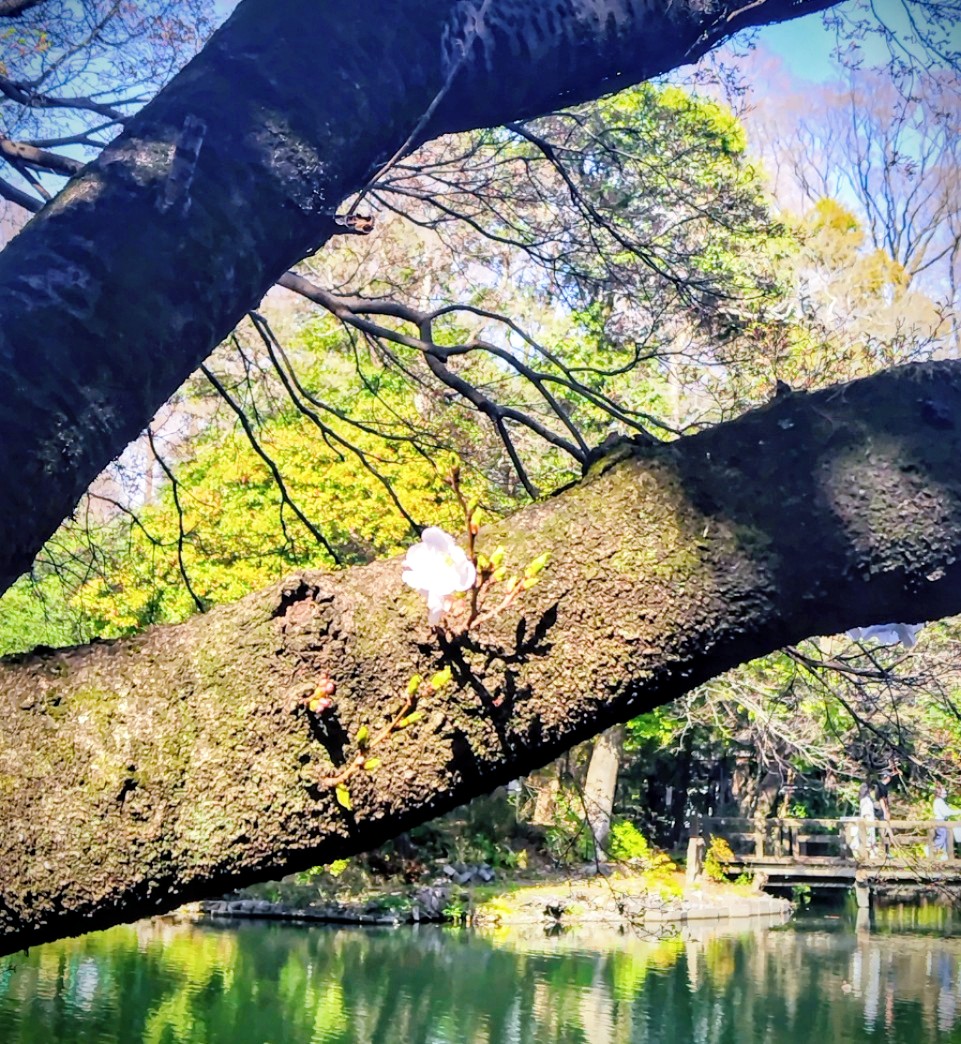 ブログアイキャッチ画像