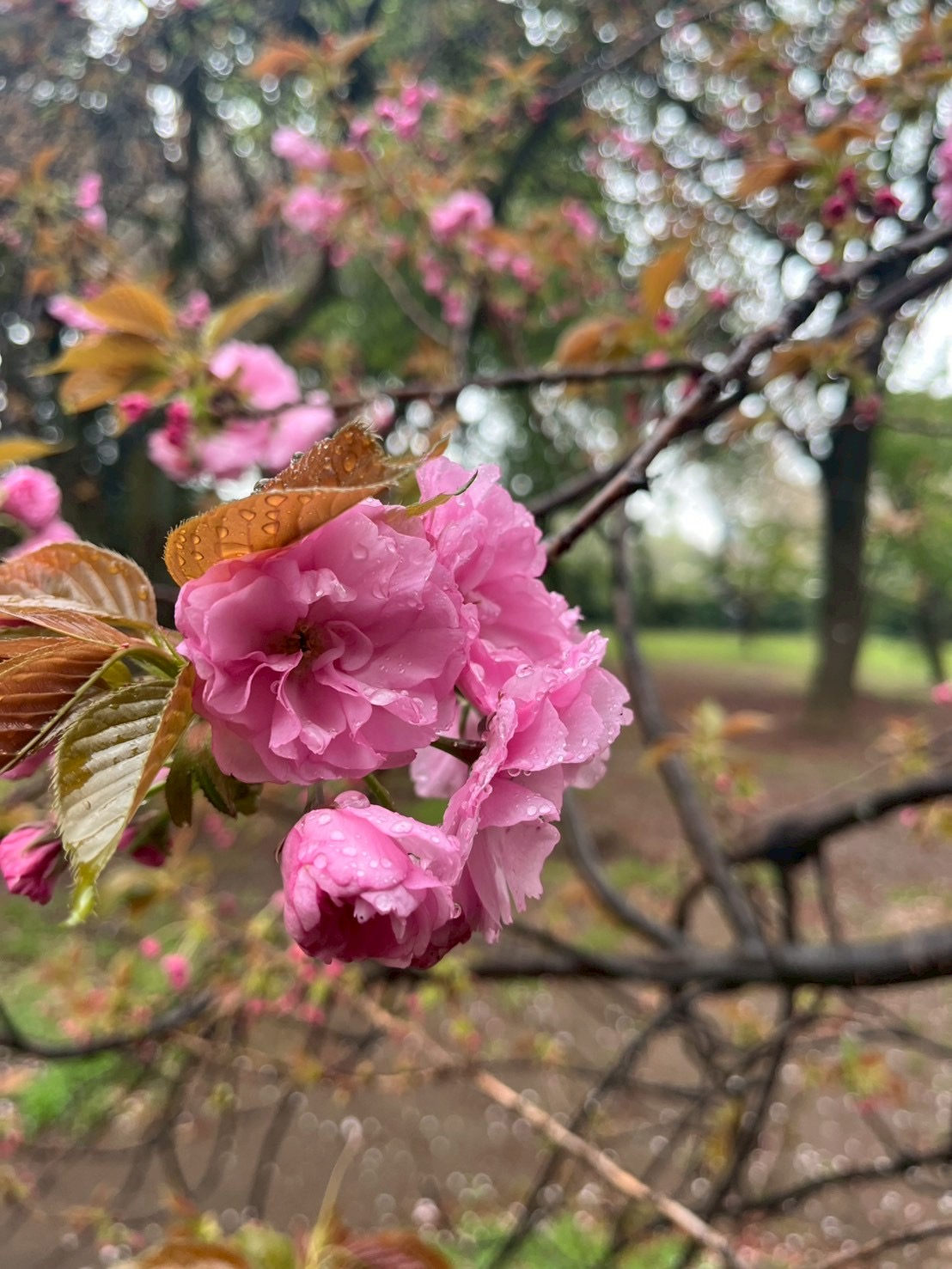 やまのアバター画像
